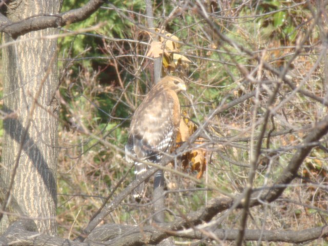 Aguila en el jardin2